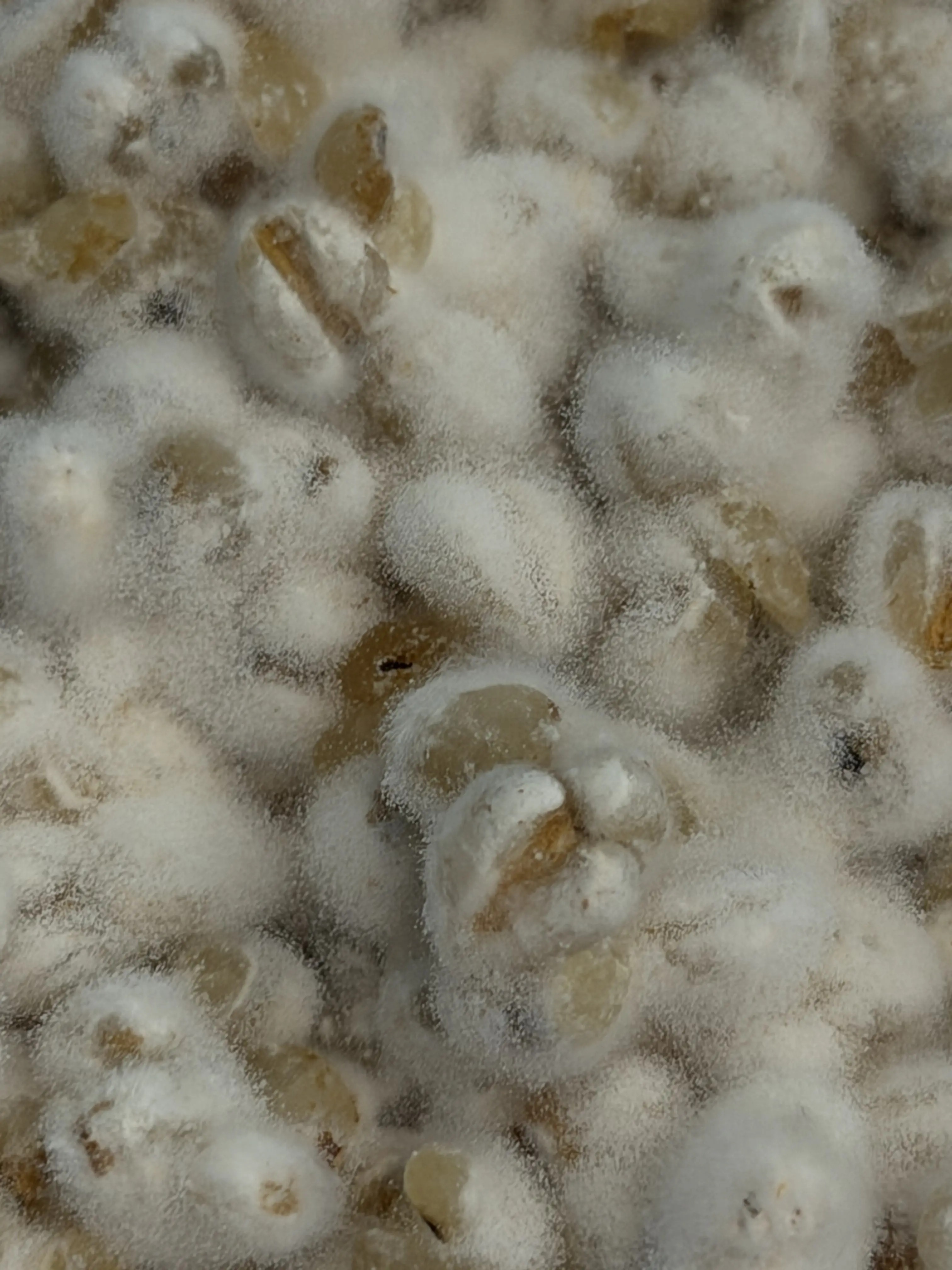 Koji (Pearled Barley) 1