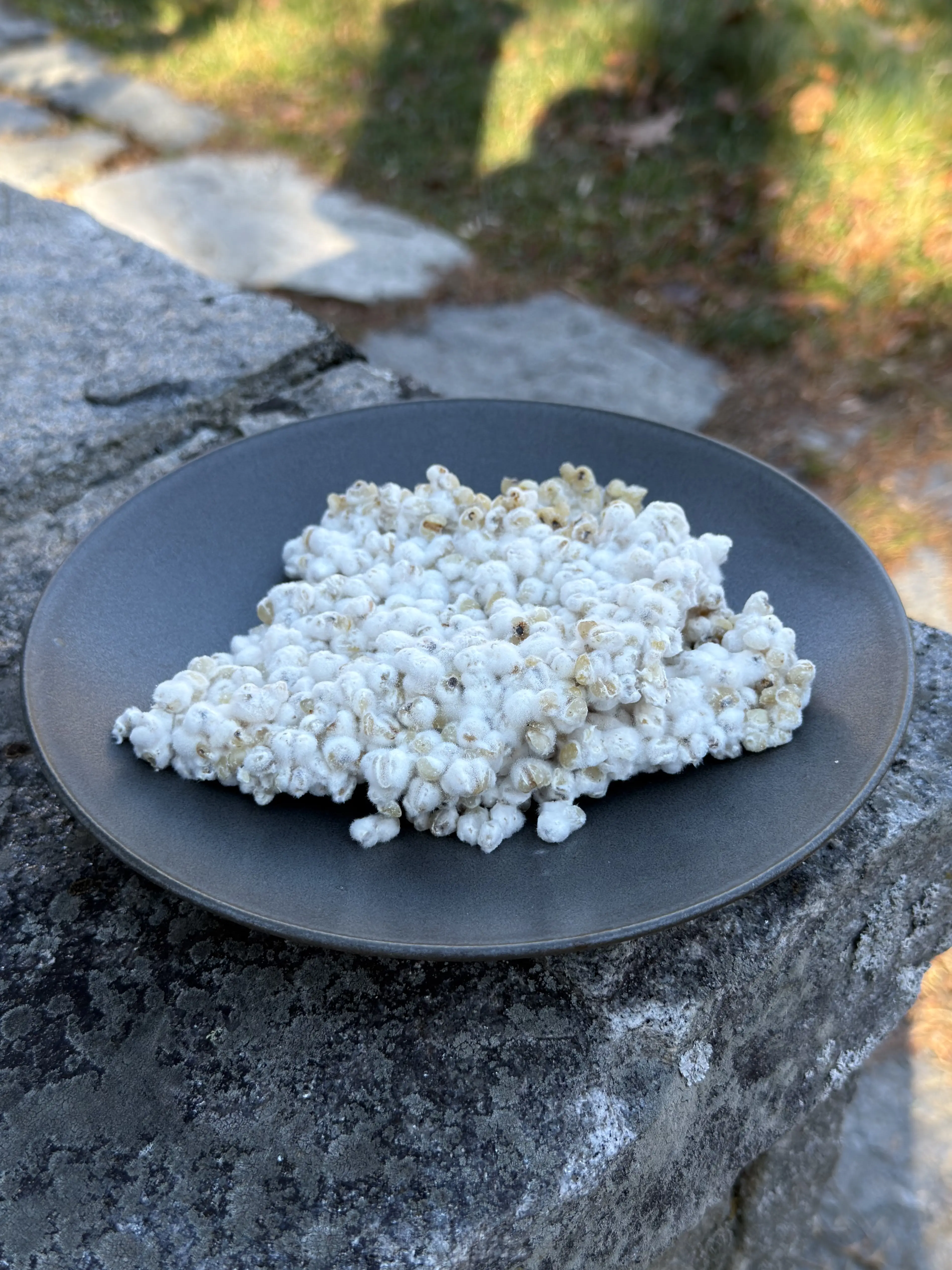 Koji (Pearled Barley)